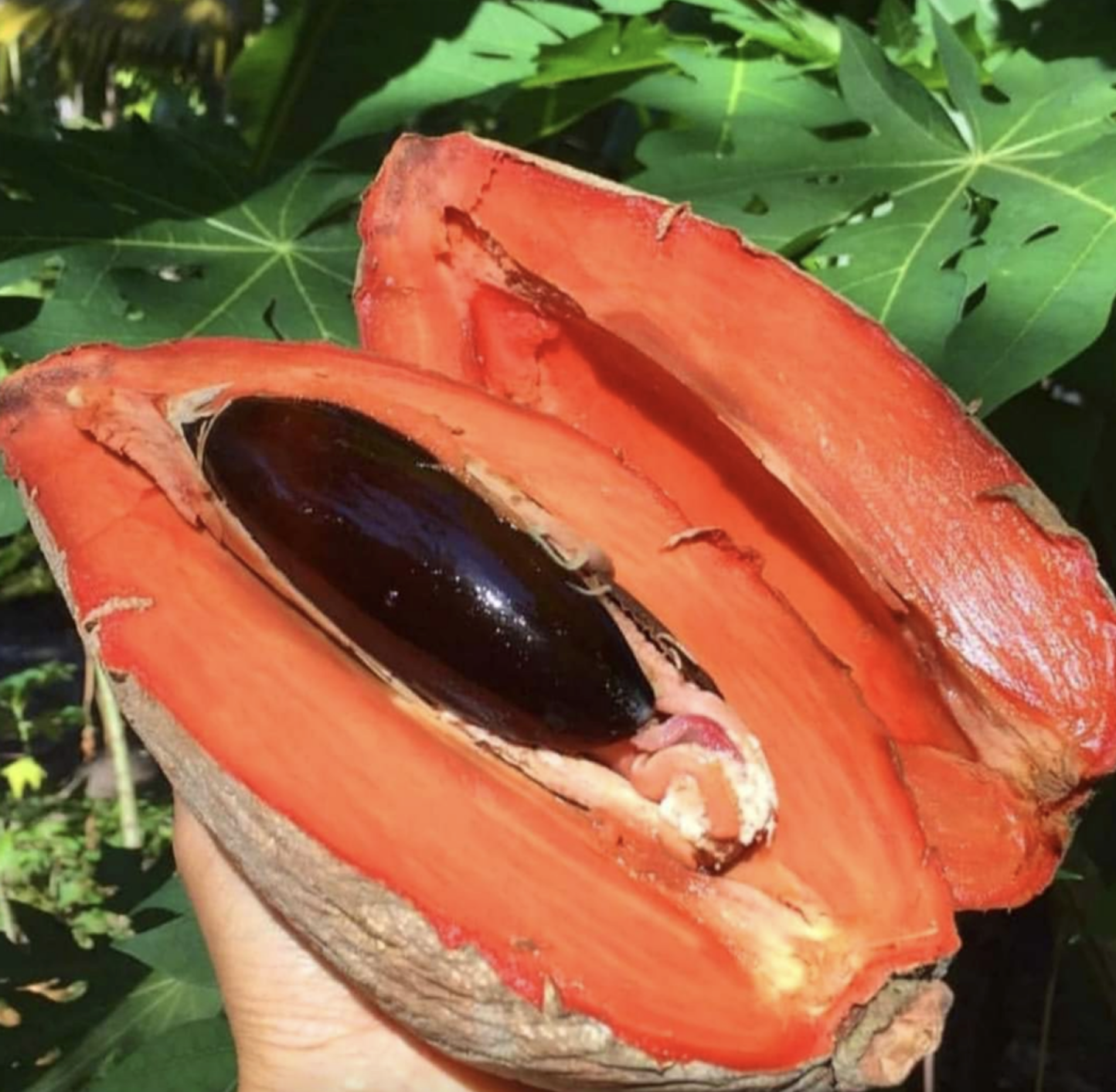 Sapota (Pouteria sapota)