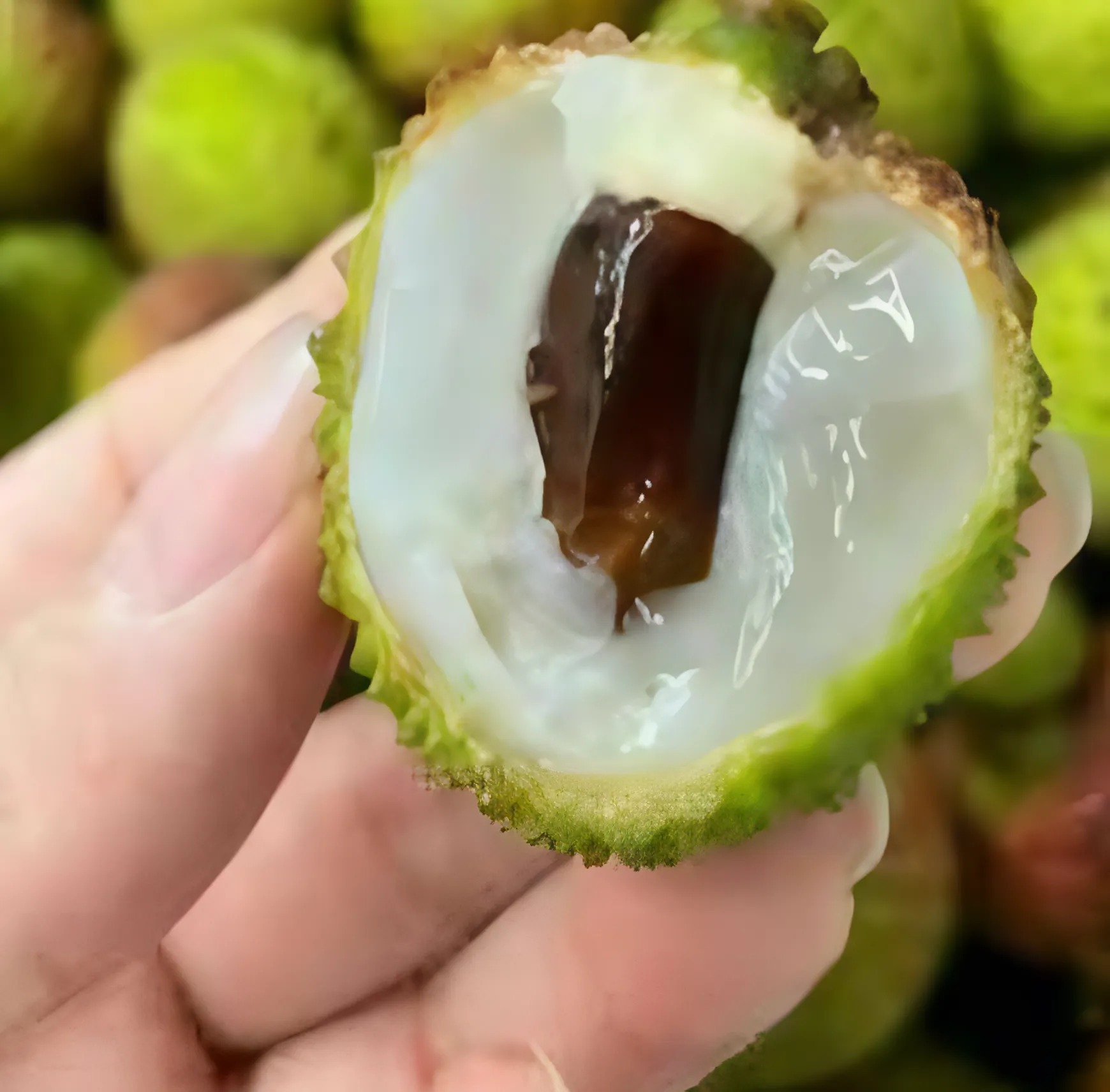 Liči (Litchi chinensis)